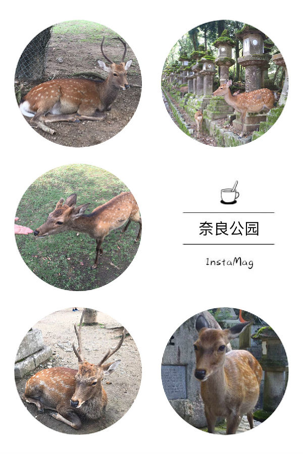 奈良公园小.jpg